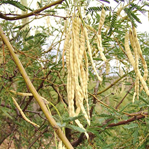 QAUZUY GARDEN 20 Seeds Thornless Argentine Mesquite Tree Seeds Prosopis Laevigata Alba Smooth Mesquite Seeds Non-GMO Seeds Easy to Grow