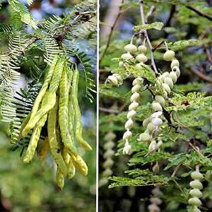 QAUZUY GARDEN 20 Seeds Thornless Argentine Mesquite Tree Seeds Prosopis Laevigata Alba Smooth Mesquite Seeds Non-GMO Seeds Easy to Grow