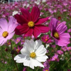 "Sensation Mix" Cosmos Flower Seeds for Planting, 100+ Seeds Per Packet, (Isla's Garden Seeds), Non GMO & Heirloom Seeds, Scientific Name: Cosmos bipinnatus, Great Home Flower Garden Gift