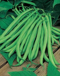 bean blue lake (phaseolus vulgaris) great heirloom garden vegetable 700 seeds bulk wholesale
