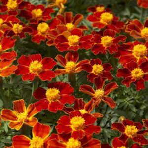 Outsidepride Tagetes Patula Disco Red French Marigold Garden Pollinator Flowers & Butterfly Attractant - 200 Seeds