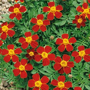 Outsidepride Tagetes Patula Disco Red French Marigold Garden Pollinator Flowers & Butterfly Attractant - 200 Seeds