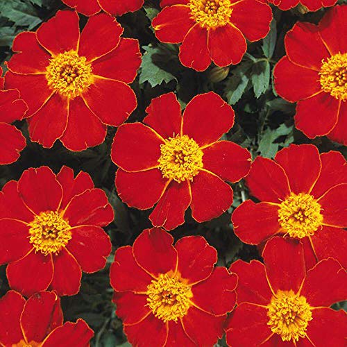 Outsidepride Tagetes Patula Disco Red French Marigold Garden Pollinator Flowers & Butterfly Attractant - 200 Seeds