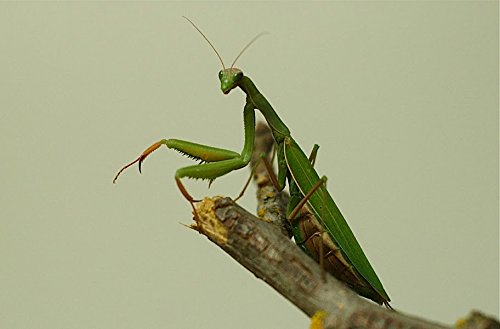 Praying Mantis Egg Case with Hatching Habitat Bag - 2 Praying Mantids Egg Cases