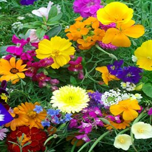 outsidepride rock garden annual wild flowers – 10000 seeds