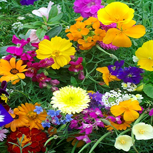 Outsidepride Rock Garden Annual Wild Flowers - 10000 Seeds