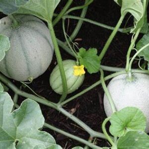 30 Honey Rock Cantaloupe Seeds for Planting Heirloom Non GMO 1+ Gram of Melon Seeds Garden Vegetable Bulk Survival