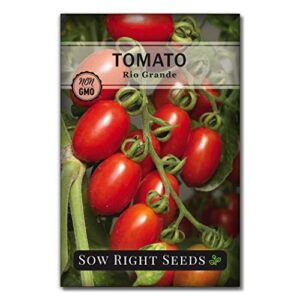 sow right seeds – rio grande tomato seed for planting – non-gmo heirloom packet with instructions to plant a home vegetable garden – great gardening gift (1)