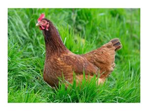 chicken forage 2 oz, or 25 sq ft seeds for healthy hens & eggs c4 check out the fodder, plot and forage seed selection in our store! zellajake farm and garden