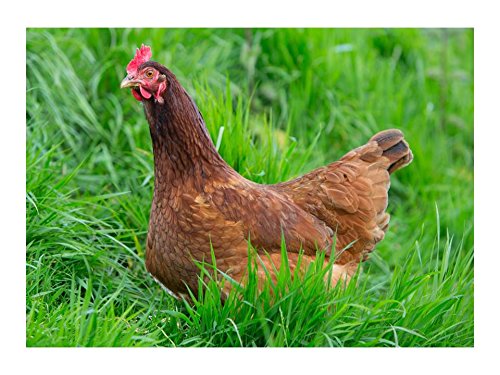 Chicken Forage 2 oz, or 25 SQ FT Seeds for Healthy Hens & Eggs C4 Check Out The Fodder, Plot and Forage Seed Selection in Our Store! Zellajake Farm and Garden