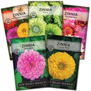 sow right seeds – zinnia flower seeds collection – five packets – luminosa, canary bird, california giants, envy, and thumbelina – full instructions for planting – wonderful gardening gifts