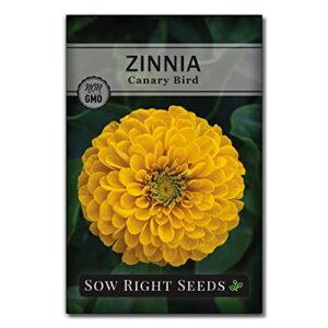 Sow Right Seeds - Zinnia Flower Seeds Collection - Five packets - Luminosa, Canary Bird, California Giants, Envy, and Thumbelina - Full instructions for planting - Wonderful gardening gifts