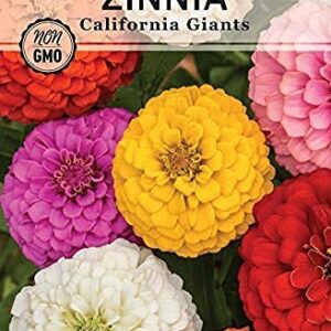 Sow Right Seeds - Zinnia Flower Seeds Collection - Five packets - Luminosa, Canary Bird, California Giants, Envy, and Thumbelina - Full instructions for planting - Wonderful gardening gifts