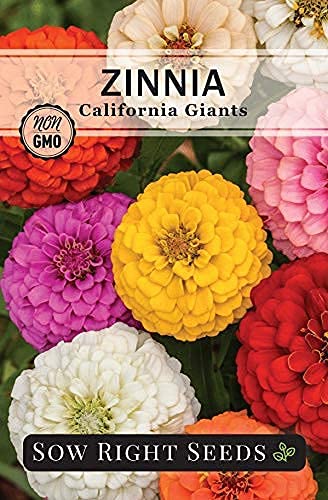 Sow Right Seeds - Zinnia Flower Seeds Collection - Five packets - Luminosa, Canary Bird, California Giants, Envy, and Thumbelina - Full instructions for planting - Wonderful gardening gifts