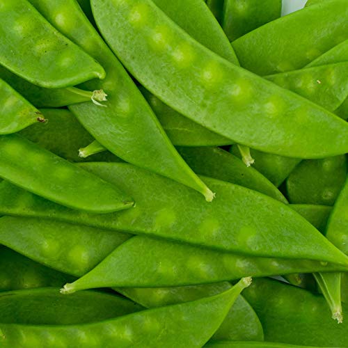 Mammoth Melting Sugar Pod Snow Pea Garden Seeds - 25 g Packet ~75 Seeds - Non-GMO, Heirloom Vegetable Gardening & Microgreens Seeds