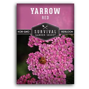 red yarrow seed for planting in the garden – 1 pack with instructions to plant and grow common yarrow – medicinal herb wildflowers – heirloom, non-gmo, open-pollinated seeds for the survival garden