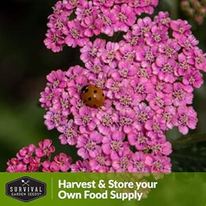 Red Yarrow Seed for Planting in The Garden - 1 Pack with Instructions to Plant and Grow Common Yarrow - Medicinal Herb Wildflowers - Heirloom, Non-GMO, Open-Pollinated Seeds for The Survival Garden