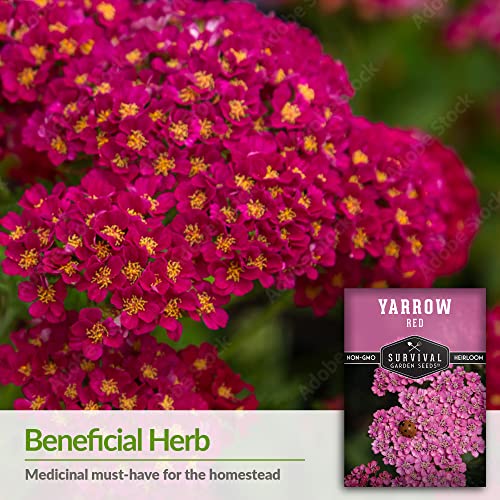 Red Yarrow Seed for Planting in The Garden - 1 Pack with Instructions to Plant and Grow Common Yarrow - Medicinal Herb Wildflowers - Heirloom, Non-GMO, Open-Pollinated Seeds for The Survival Garden