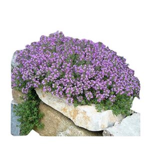 8000+ creeping thyme seeds – perennial herb for landscaping