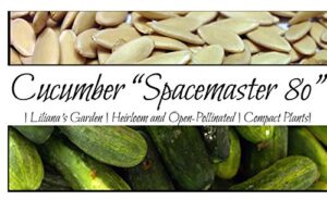 ultra-compact cucumber plant seeds “space master 80” – ideal for container gardens and patio gardens – heirloom seeds | liliana’s garden |