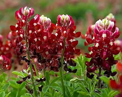 David's Garden Seeds Flower Native Texas Bluebonnet Maroon 4288 (Maroon) 100 Non-GMO, Heirloom Seeds