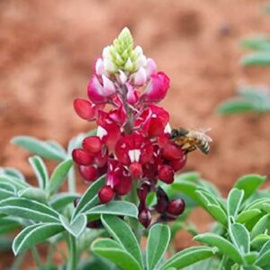 David's Garden Seeds Flower Native Texas Bluebonnet Maroon 4288 (Maroon) 100 Non-GMO, Heirloom Seeds