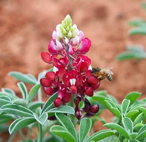 David's Garden Seeds Flower Native Texas Bluebonnet Maroon 4288 (Maroon) 100 Non-GMO, Heirloom Seeds