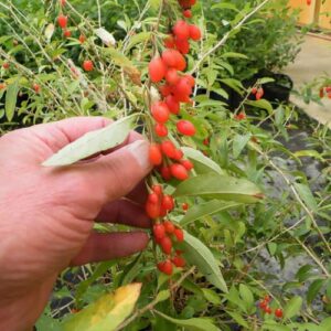 CHUXAY GARDEN Goji Seed, Goji Berry,Wolfberry 50 Seeds Perennial Non GMO Edible Fruit Healthy Food Gardening Gifts Easily Grow Deciduous Shrub