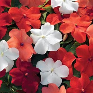 outsidepride impatiens xtreme hot shade garden flower plants for pots, hanging baskets, containers, window boxesx – 150 seeds