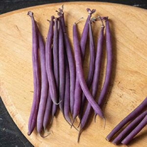 David's Garden Seeds Bean Bush Celine FBA-00064 (Purple) 100 Non-GMO, Open Pollinated Seeds