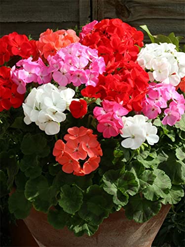 20+ Mixed Geranium Flower Seeds Plant Perennial Bloom Flower Garden Home