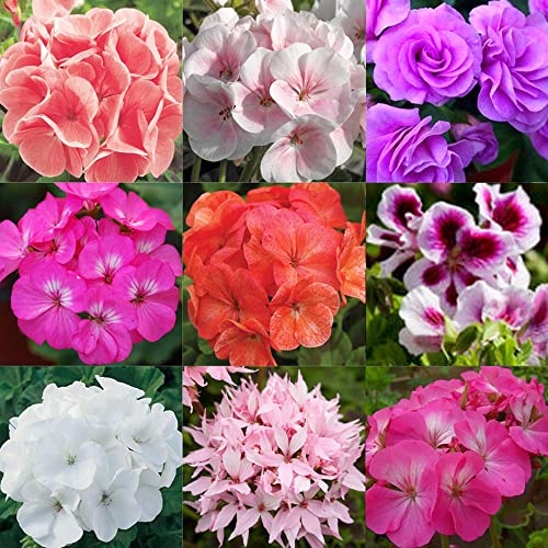 20+ Mixed Geranium Flower Seeds Plant Perennial Bloom Flower Garden Home