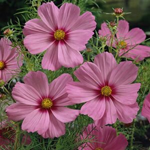 outsidepride cosmos bipinnatus pinkie garden cut flowers – 1000 seeds