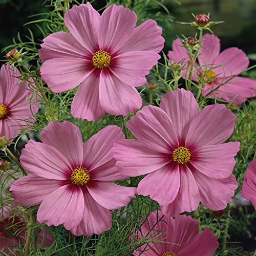 Outsidepride Cosmos Bipinnatus Pinkie Garden Cut Flowers - 1000 Seeds