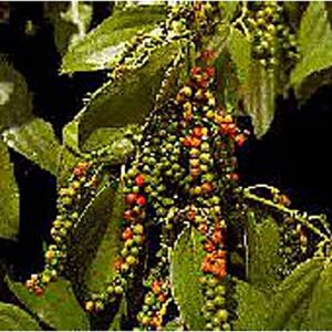 peppercorns (black pepper) seeds (20+ seeds) | non gmo | vegetable fruit herb flower seeds for planting | home garden greenhouse pack