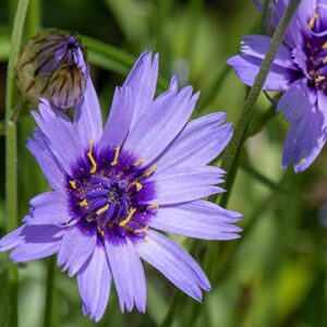outsidepride cupids dart blue garden cut flower seeds used in dried floral arrangements – 500 seeds