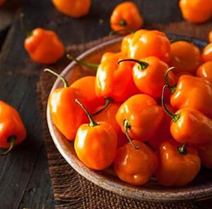 orange habanero pepper – 60 seeds, or 1/2 gram – b68