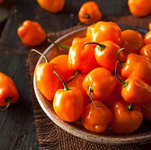 Orange Habanero Pepper - 60 Seeds, or 1/2 Gram - b68