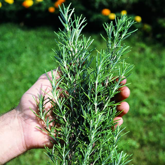 Herb Seeds - Rosemary Variety Seeds - Untreated - Variety Seeds - Non-GMO - 100 Seeds
