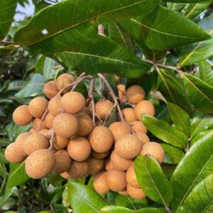 Longan Tree Live Plant, Longan Fruit Tree Seedlings 6 to 10 Inc Height Home Garden