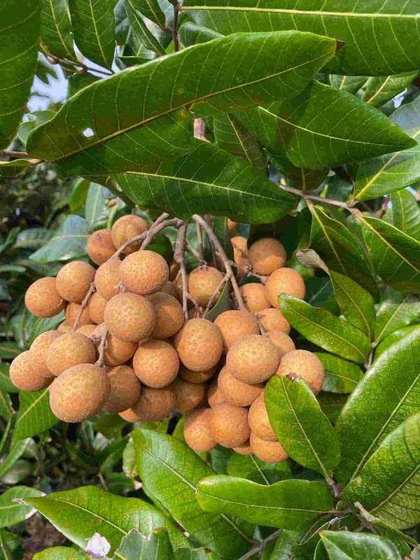 Longan Tree Live Plant, Longan Fruit Tree Seedlings 6 to 10 Inc Height Home Garden