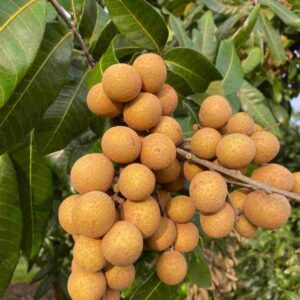 Longan Tree Live Plant, Longan Fruit Tree Seedlings 6 to 10 Inc Height Home Garden