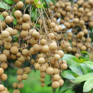 Longan Tree Live Plant, Longan Fruit Tree Seedlings 6 to 10 Inc Height Home Garden