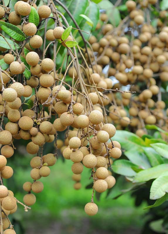 Longan Tree Live Plant, Longan Fruit Tree Seedlings 6 to 10 Inc Height Home Garden