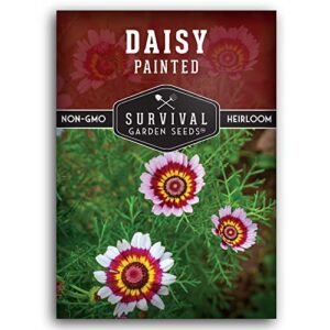 survival garden seeds – painted daisy seed for planting – packet with instructions to plant and grow colorful perennial wildflowers in your home flower garden – non-gmo heirloom variety