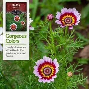 Survival Garden Seeds - Painted Daisy Seed for Planting - Packet with Instructions to Plant and Grow Colorful Perennial Wildflowers in Your Home Flower Garden - Non-GMO Heirloom Variety