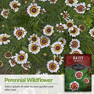 Survival Garden Seeds - Painted Daisy Seed for Planting - Packet with Instructions to Plant and Grow Colorful Perennial Wildflowers in Your Home Flower Garden - Non-GMO Heirloom Variety