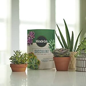 Miracle-Gro Succulent Potting Mix: Fertilized Soil with Premium Nutrition for Indoor Cactus Plants, Aloe Vera and More, 4 qt.