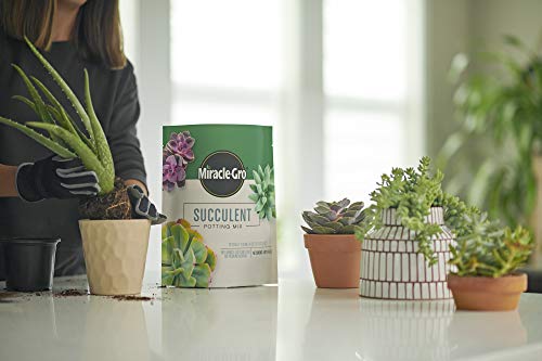 Miracle-Gro Succulent Potting Mix: Fertilized Soil with Premium Nutrition for Indoor Cactus Plants, Aloe Vera and More, 4 qt.