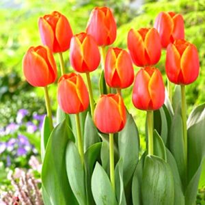 25 orange tulip tubers for planting ornaments perennial garden simple to grow pots gifts